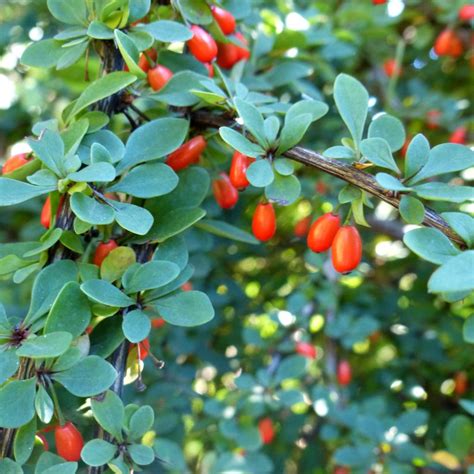 burberry plante|barberry hedge photos.